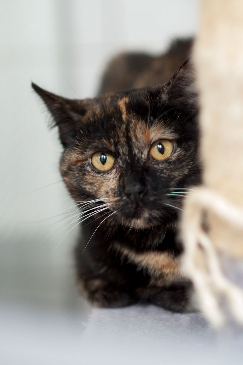 Marie Schwarze und braune Katze mit gelben Augen, die neugierig schaut.