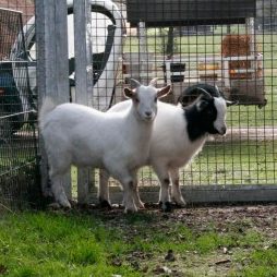 Zwergziegen Zwei Ziegen stehen nebeneinander hinter einem Zaun auf einer Wiese.