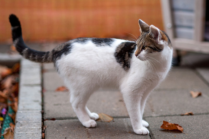 Mai Eine weiße Katze mit grauen Flecken steht auf einem Gehweg und schaut zur Seite.