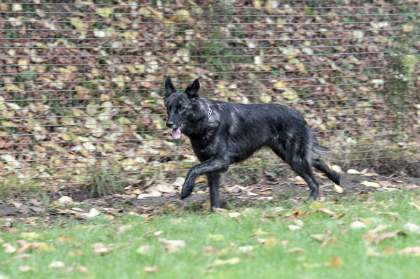Biggie Schwarzer Hund läuft durch ein herbstliches, mit Laub bedecktes Feld.