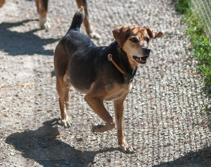 Kurti Schwarzer und brauner Hund läuft auf einem Kiesweg und schaut fröhlich.