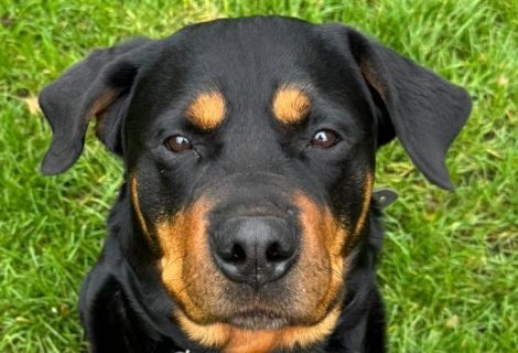 Rosi sitzend Schwarzer Rottweiler mit braunen Abzeichen, auf grünem Gras sitzend.