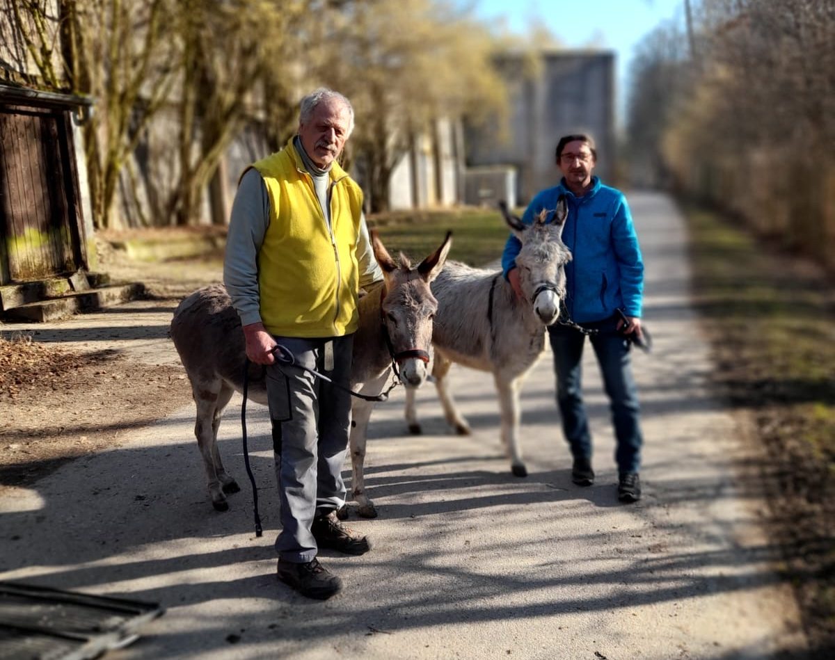 Eselspaziergang im Tierheim Zwei Mitarbeiter des Tierheims führen zwei Esel an der Leine auf einem Weg durch das Tierheimgelände.