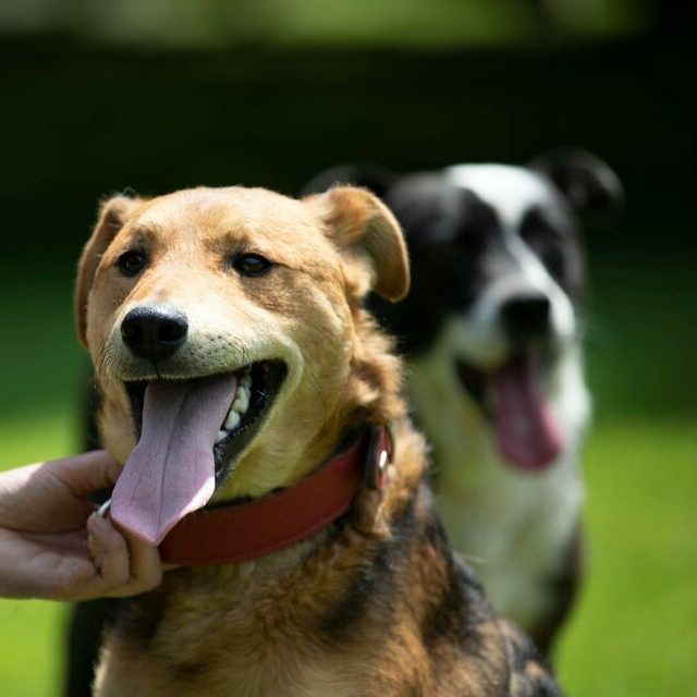 Zwei Hunde im Freien, einer mit braunem Fell und einer mit schwarz-weißem Fell, beide lächeln.