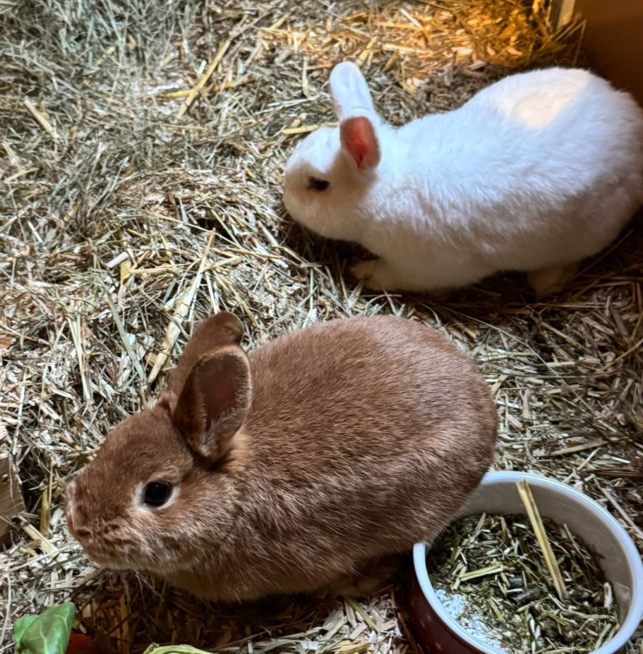 Socke Ein braunes Kaninchen sitzt auf Heu in einem Käfig.