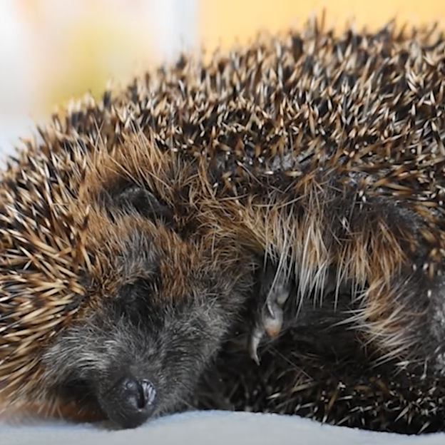 Ein schlafender Igel mit stacheligem Fell und geschlossenem Auge.