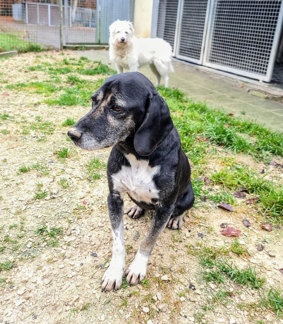 Putzi Schwarz-weißer Hund sitzt im Freien.