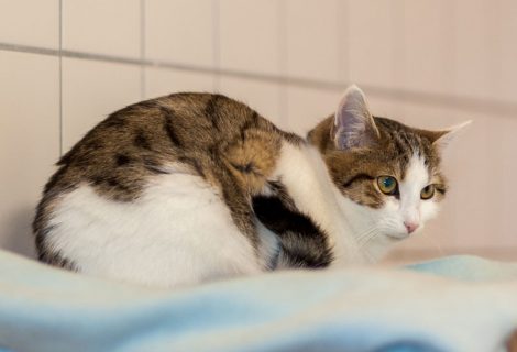 Mia Braune und weiße Katze mit grünem Auge, sitzt auf einer weichen Unterlage.