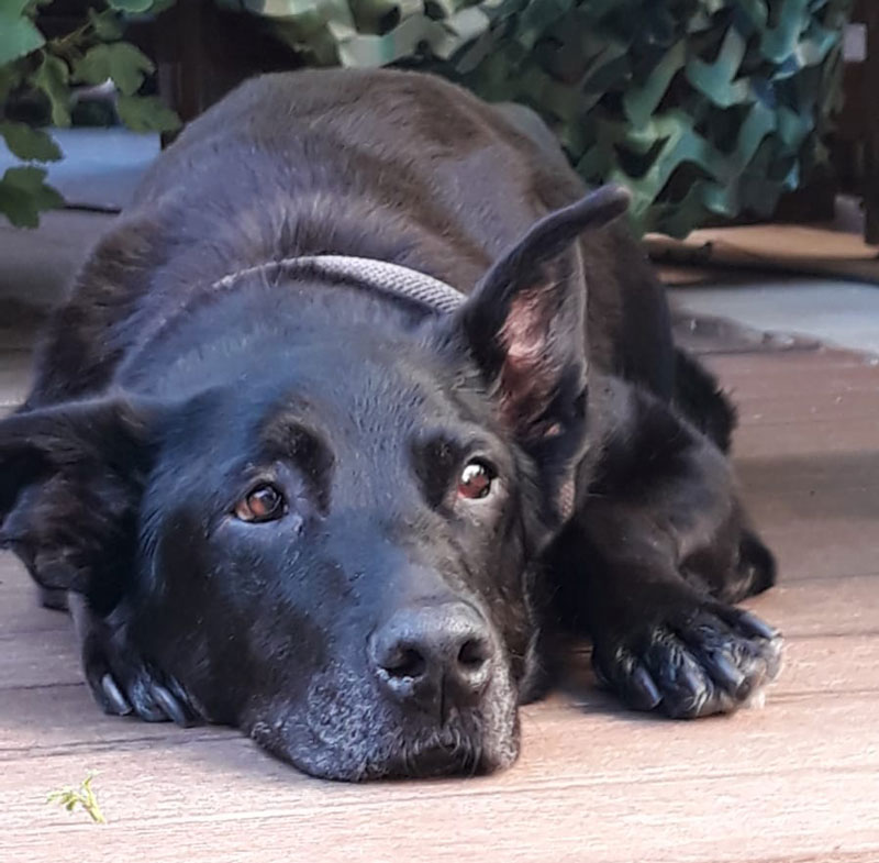 Kalea Schwarzer Hund liegt entspannt auf einem Holzboden zwischen Pflanzen.