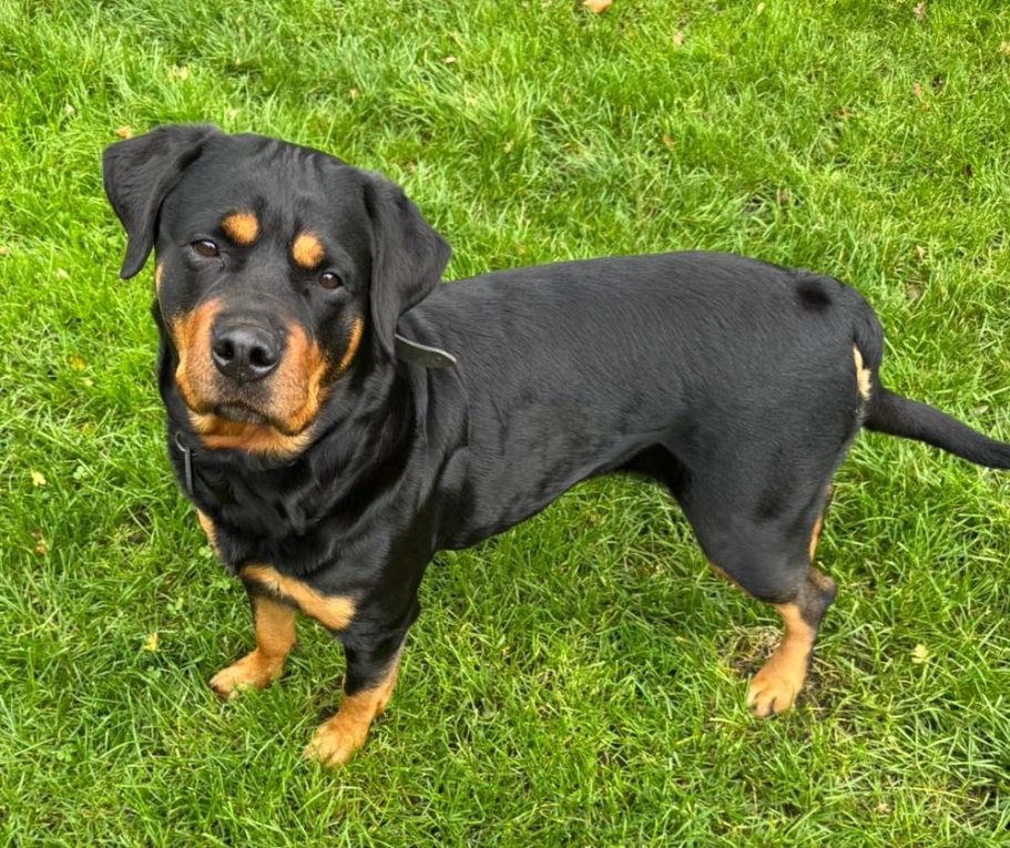 Rosi stehend Schwarzer Rottweiler mit braunen Abzeichen steht auf grünem Gras.