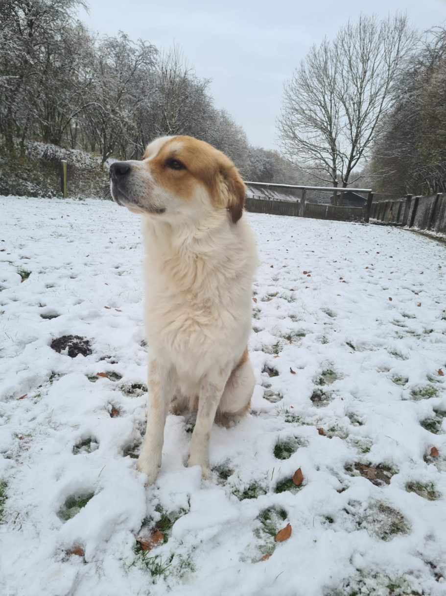 Bailey Sitzender Hund auf verschneitem Boden mit Bäumen im Hintergrund.