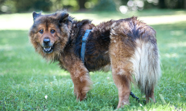 Chedy Ein kleiner, brauner Hund mit plüschigem Fell steht auf grünem Gras.