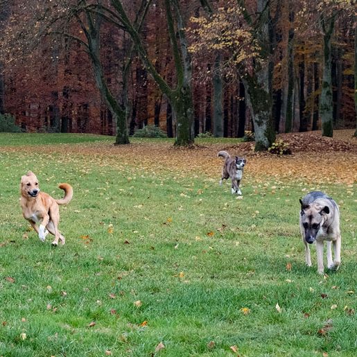 Drei Hunde laufen spielerisch über eine Wiese im Herbst.