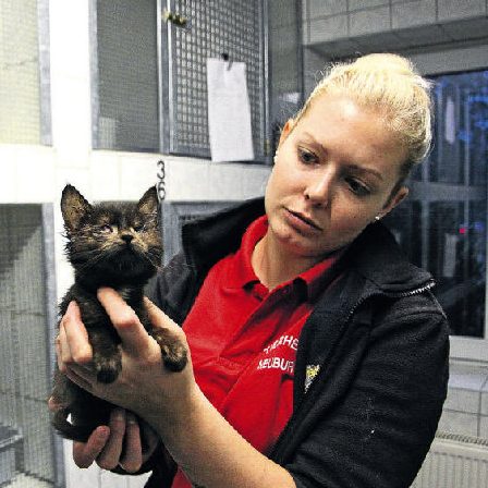 Katzenelend Frau hält ein schwarzes Kätzchen in einem Tierheim.
