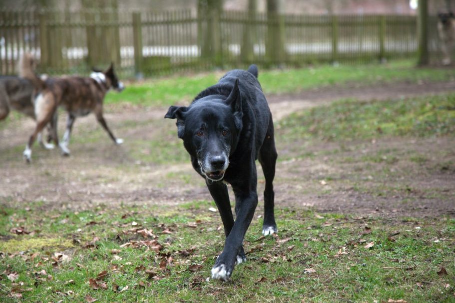 Spence Schwarzer Hund läuft auf einem grünen Feld, mit weiteren Hunden im Hintergrund.