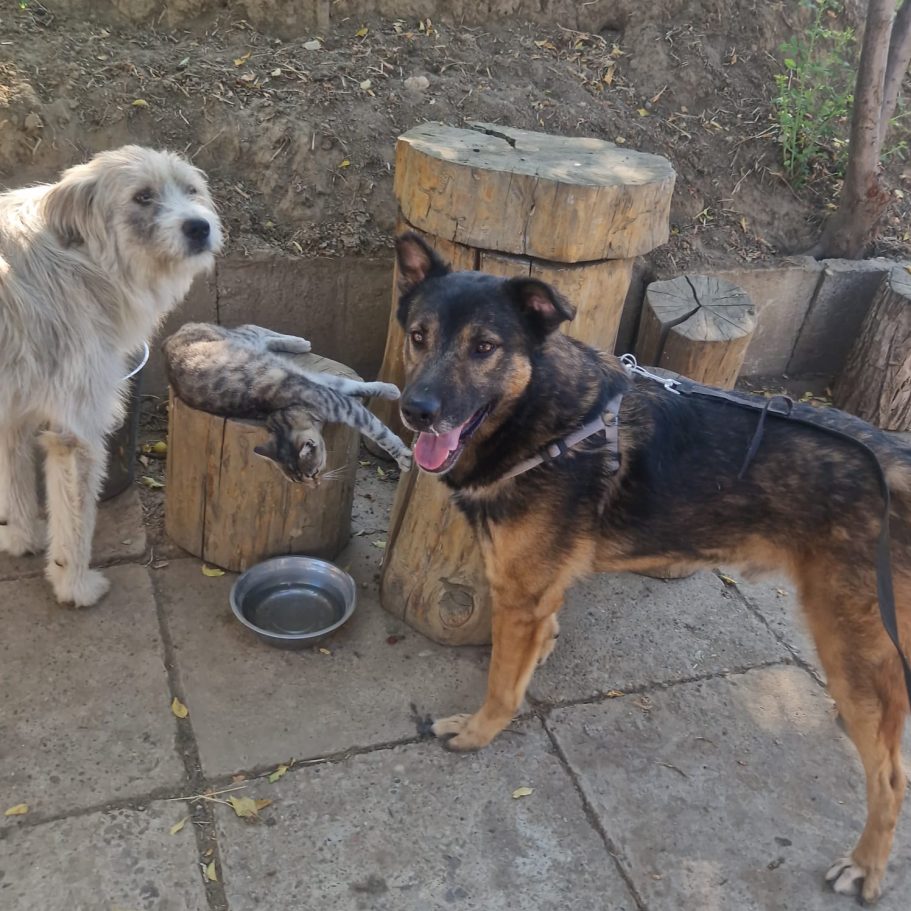 Vito und Freunde Zwei Hunde stehen neben einem Baumstamm auf dem eine Katze liegt und einem Wassernapf.