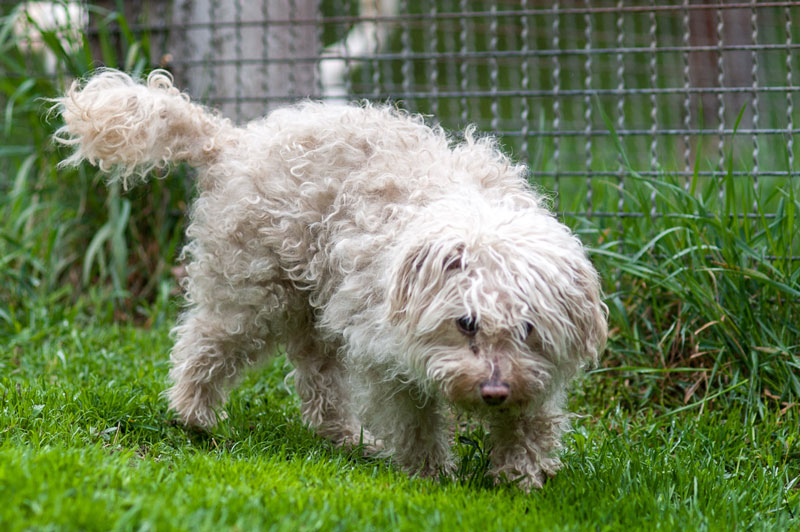 Toto Ein kleiner, wuscheliger Hund läuft über grünes Gras.
