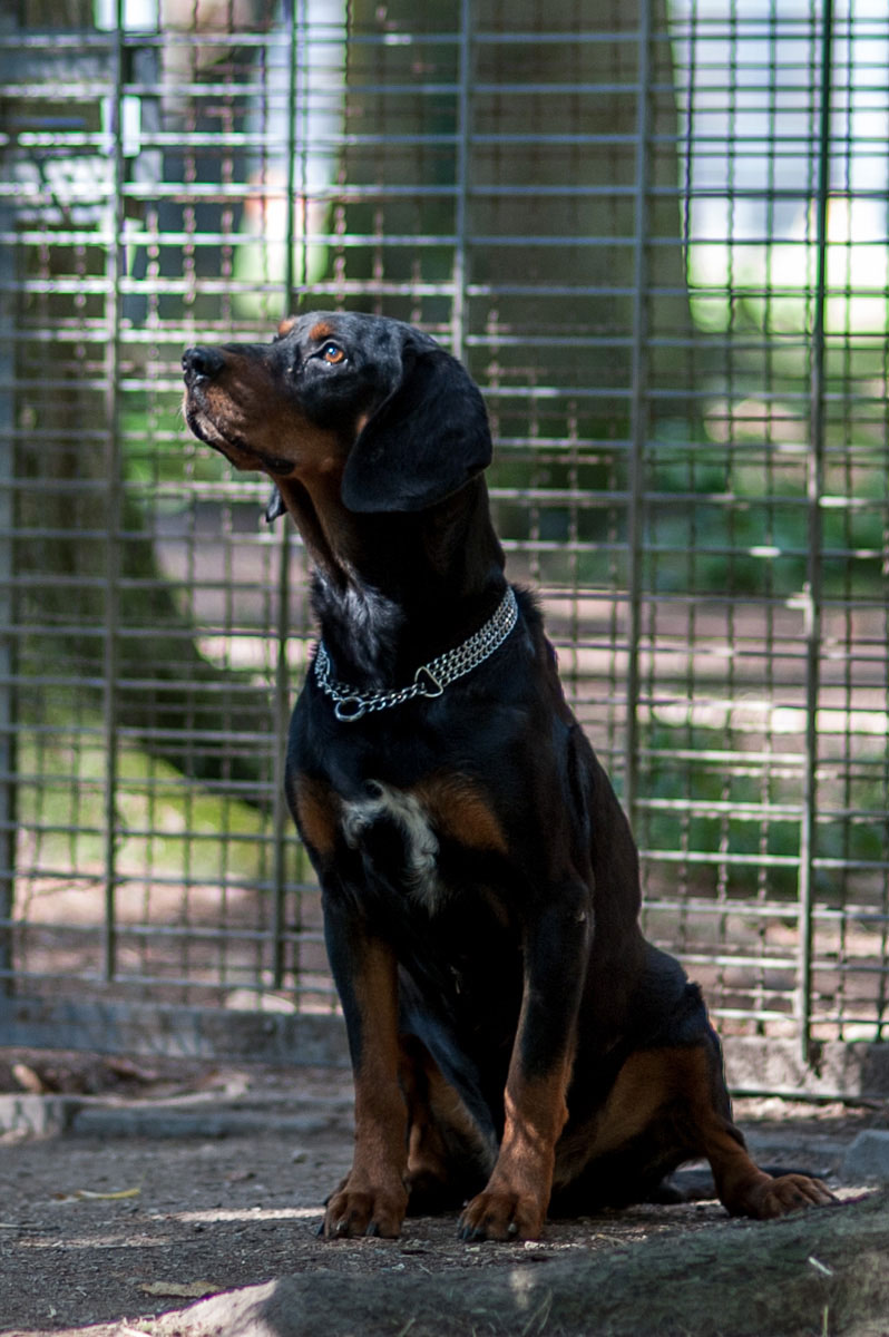 Nico Ein schwarzer und brauner Hund sitzt aufmerksam vor einem Gitterzaun.