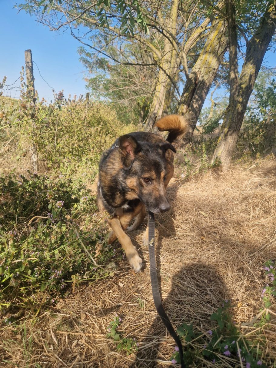 Vito geht spazieren Ein Hund springt über den Boden in einer natürlichen Umgebung mit Bäumen.