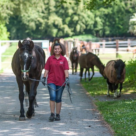 Eine Person führt ein Pferd auf einem Weg, während andere Pferde im Hintergrund grasen.
