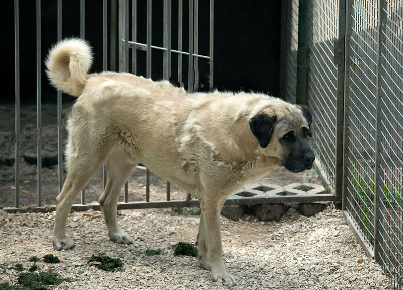 Boy Ein großer, heller Hund steht in einem eingezäunten Bereich.