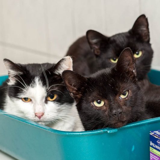 Drei Katzen, eine schwarz-weiße und zwei schwarze, liegen eng beieinander in einer Schüssel.
