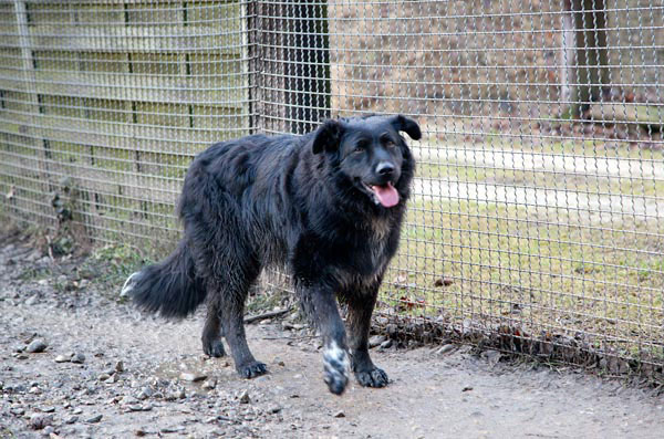 Czaba Schwarzer Hund läuft fröhlich an einem Zaun entlang.