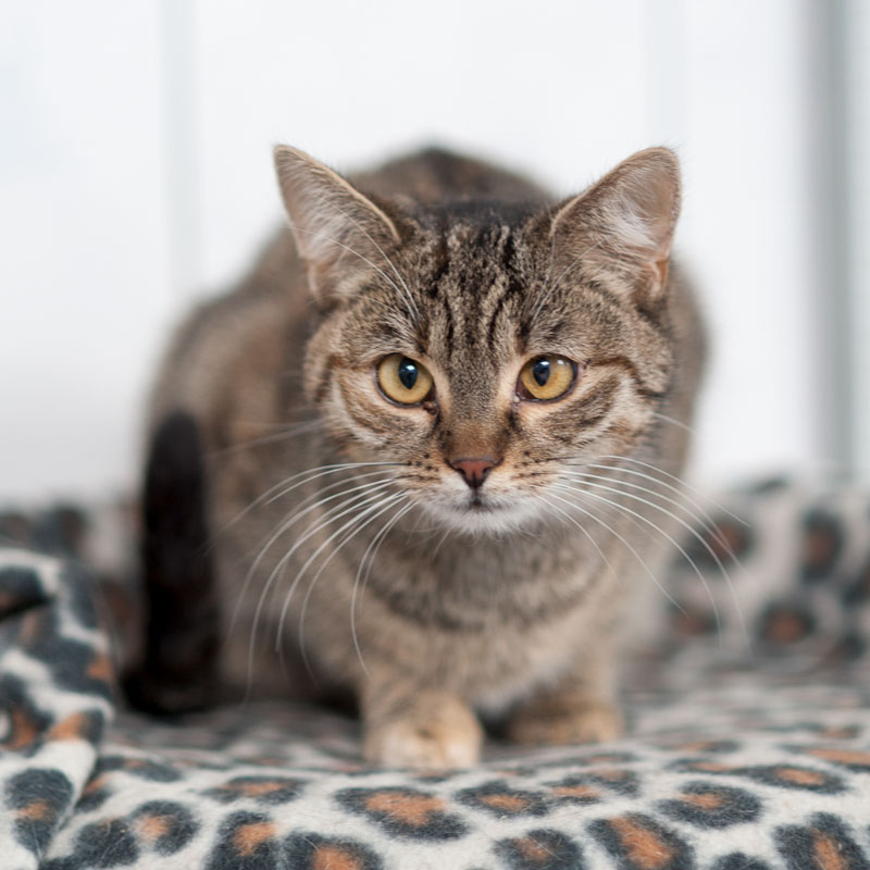 Jule Streunende Katze mit gestreiftem Fell, die auf einem Leopardenmuster liegt.