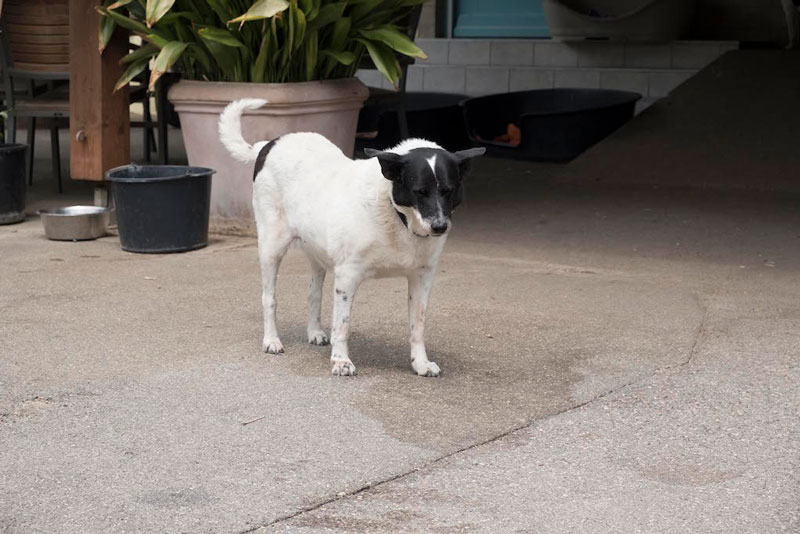 Camina Ein mittelgroßer Hund mit schwarz-weißer Fellfarbe steht auf einem gepflasterten Boden.