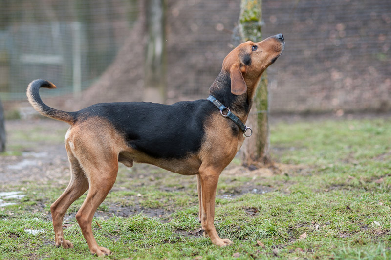Yoko Schlanker Hund mit braunem und schwarzem Fell, steht aufmerksam auf einer Wiese.