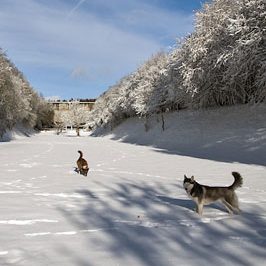 Zwei Hunde laufen durch eine schneebedeckte Landschaft unter blauen Himmel.