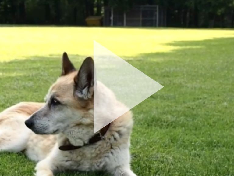 Ein Hund liegt entspannt auf einer grünen Wiese.