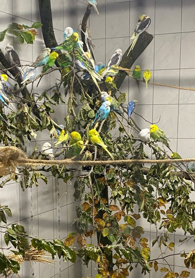 Bunte Wellensittiche sitzen auf Ästen in einem grünen Umfeld.