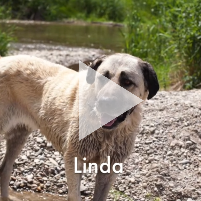 Hündin Linda Ein großer, sandfarbener Hund steht am Ufer eines Gewässers.