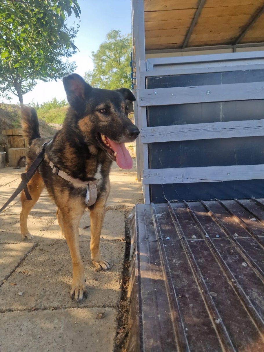 Vito Ein Hund steht an einer Holzbank in einem sonnigen Außenbereich.