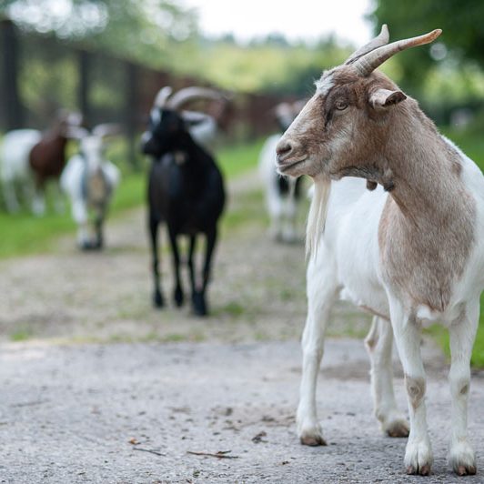 Ziegen im Tierheim Ziegen auf einem Weg in einer ländlichen Umgebung, einige grasen im Hintergrund.