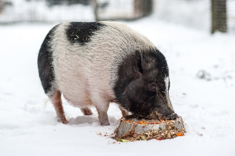 Piggy Schwarzes und weißes Schwein frisst aus einem Futterstein im Schnee.