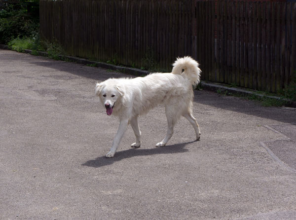 Scotty Ein großer, weißer Hund läuft auf einem gepflasterten Weg.