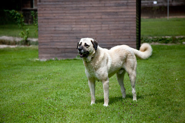Anouk Ein beige-farbener Hund steht auf grünem Gras vor einer Holzstruktur.