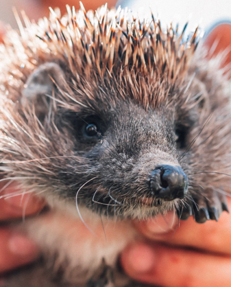 Ein Igel wird von einer Person sanft gehalten und schaut neugierig.