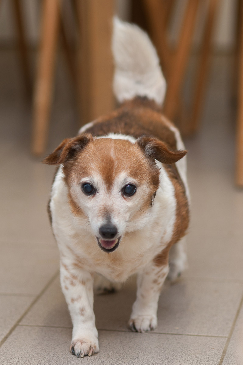 Biene Ein kleiner, braun-weißer Hund mit aufmerksamen Augen läuft im Raum.