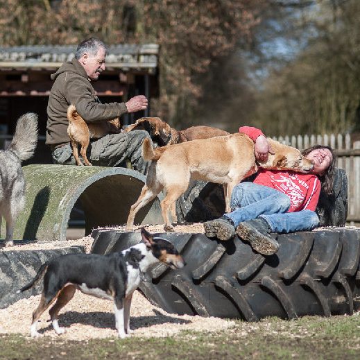 Wohlfühloase Mann liegt auf einem Reifen, umgeben von mehreren Hunden, die spielen und herumlaufen.
