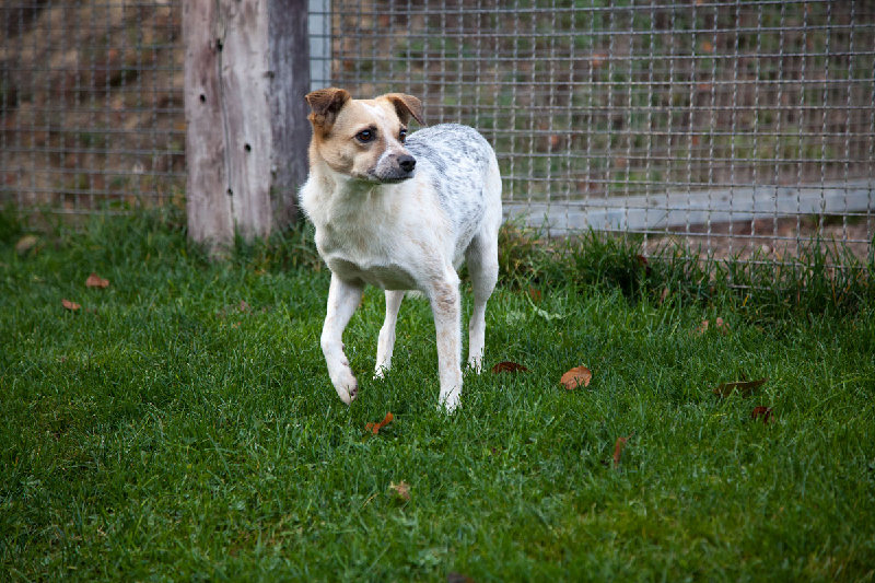 Petruschka Ein Hund steht auf grünem Gras vor einem Zaun und schaut nach links.