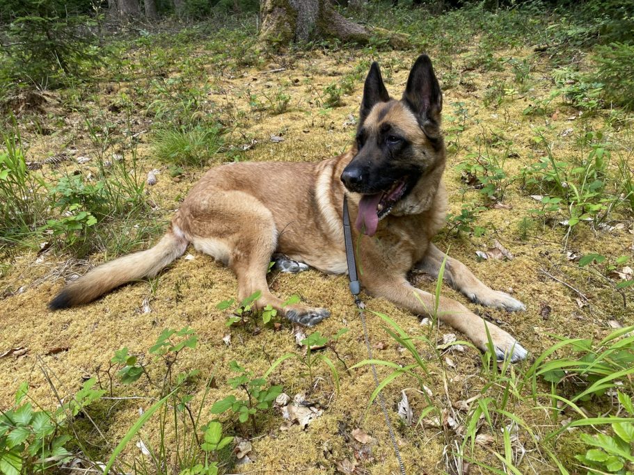 Akira Bayerischer Gebirgsschweißhund liegt entspannt auf dem Boden im Gras.