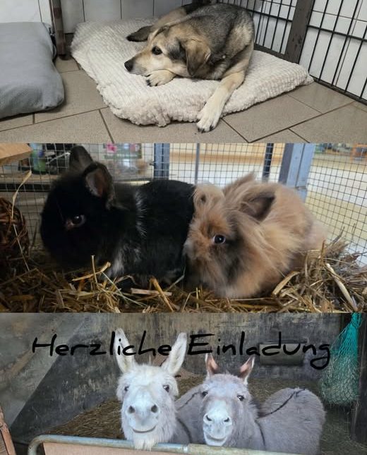 Ein Hund liegt auf einem Kissen, daneben zwei Meerschweinchen und zwei Esel. Darunter ein Text "Herzliche Einladung".