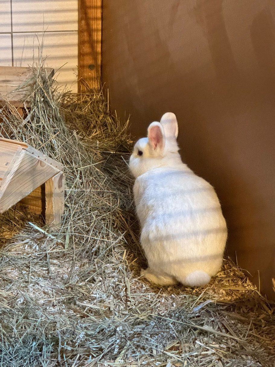 Flocke Weißes Kaninchen sitzt neben einem Haufen Heu in einem Käfig.