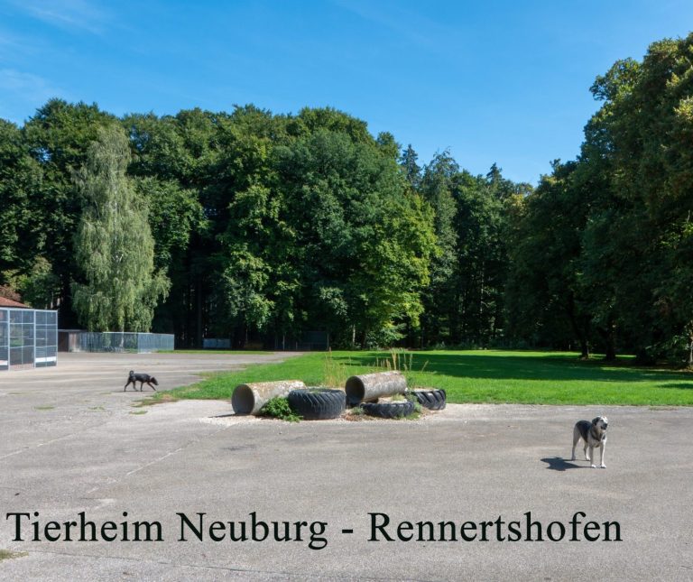 Hunde spielen auf einem weitläufigen Gelände im Tierheim Neuburg-Rennertshofen.