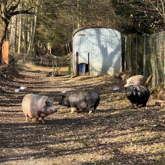 Drei Schweine laufen einen schmalen Weg entlang, umgeben von Bäumen und einem Stall.