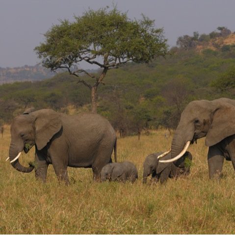 Wildtiere Eine Herde von Elefanten in einer savannenähnlichen Landschaft.