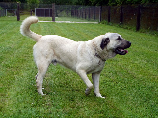 Bärli Ein großer, cremefarbener Hund läuft fröhlich auf einer grünen Wiese.